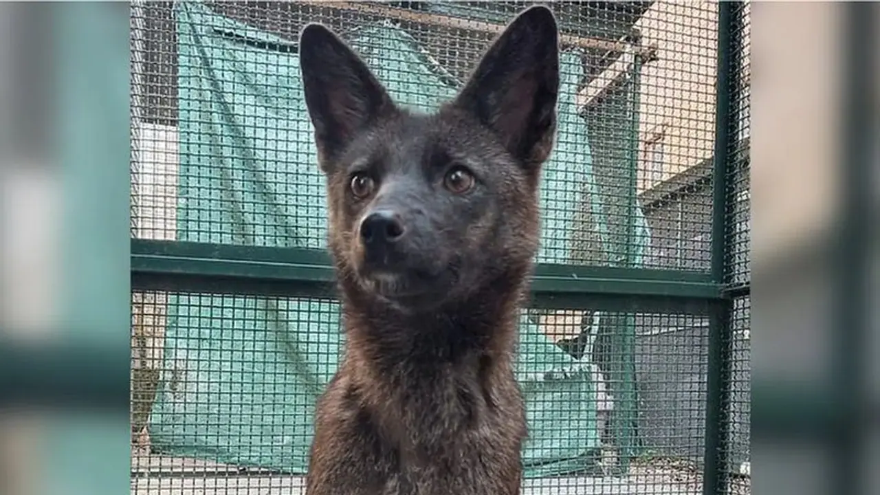 First ever dog fox hybrid 'Dogxim' discovered in Brazil dies mysteriously, prompts investigation First ever dog fox hybrid 'Dogxim' discovered in Brazil dies mysteriously, prompts investigation