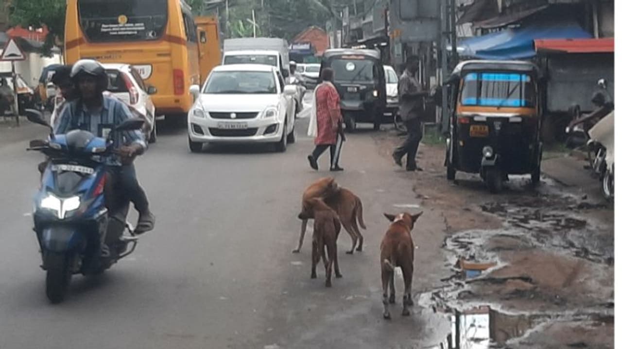 തെരുവ് നായ്ക്കളുടെ ആക്രമണം; വീടിന് മുന്നില്‍ നില്‍ക്കുകയായിരുന്ന കുട്ടി ഉള്‍പ്പെടെ നിരവധി പേർക്ക് പരിക്കേറ്റു
