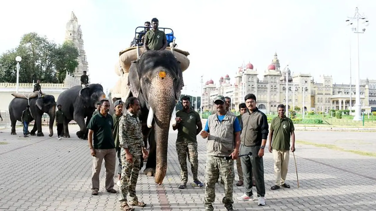 Dasara 2023: 575 ಕೆ.ಜಿ ಬಾರ ಹೊತ್ತು ಸಾಗಿದ ಮಹೇಂದ್ರ: ಭವಿಷ್ಯಕ್ಕೆ ಭರವಸೆ ಮೂಡಿಸುತ್ತಿರುವ ಆನೆ Dasara 2023: 575 ಕೆ.ಜಿ ಬಾರ ಹೊತ್ತು ಸಾಗಿದ ಮಹೇಂದ್ರ: ಭವಿಷ್ಯಕ್ಕೆ ಭರವಸೆ ಮೂಡಿಸುತ್ತಿರುವ ಆನೆ