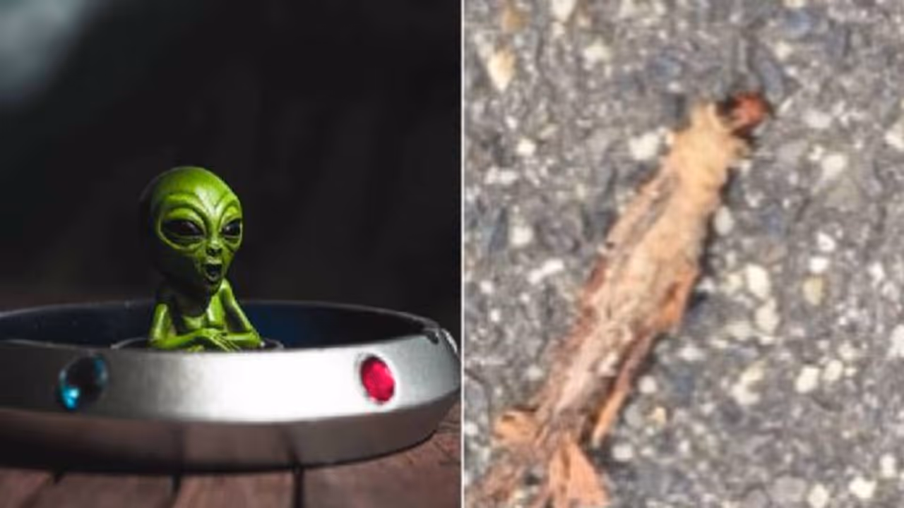 മഴയ്‍ക്ക് ശേഷം കണ്ടെത്തിയ, നിലത്തിഴയുന്ന രൂപത്തിലുള്ള ആ വൈറൽ ഓസ്ട്രേലിയൻ മമ്മി, വീണ്ടും ചർച്ച