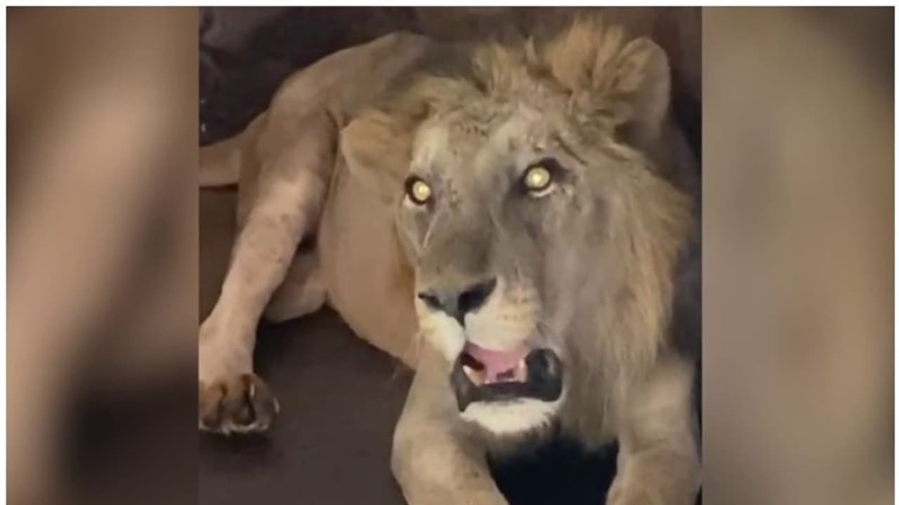 തിരുവനന്തപുരം മൃഗശാലയിലെ സിംഹ 'കാരണവര്ക്ക്' വിട; മരണ കാരണം പ്രായാധിക്യം തിരുവനന്തപുരം മൃഗശാലയിലെ സിംഹ 'കാരണവര്ക്ക്' വിട; മരണ കാരണം പ്രായാധിക്യം