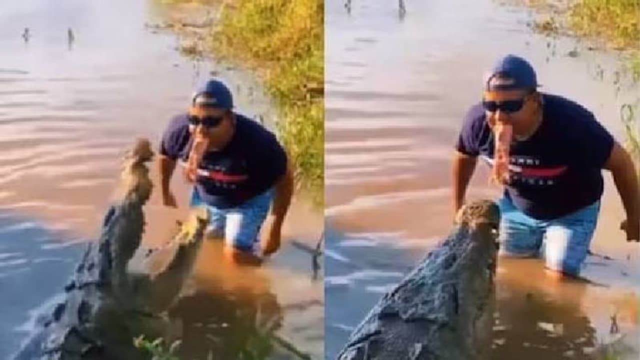 വായിൽ കടിച്ചുപിടിച്ച മാംസക്കഷ്ണവുമായി മുതലയ്ക്കരികിലേക്ക്, ഇയാൾക്ക് ഭ്രാന്താണോ എന്ന് കാഴ്ച്ചക്കാർ വായിൽ കടിച്ചുപിടിച്ച മാംസക്കഷ്ണവുമായി മുതലയ്ക്കരികിലേക്ക്, ഇയാൾക്ക് ഭ്രാന്താണോ എന്ന് കാഴ്ച്ചക്കാർ