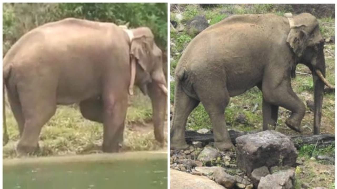 തിരിച്ചു പോകാൻ കൂട്ടാക്കാതെ അരിക്കൊമ്പൻ; ജനവാസ മേഖലയിൽ തന്നെ, ചിത്രങ്ങൾ പുറത്തുവിട്ട് വനംവകുപ്പ് തിരിച്ചു പോകാൻ കൂട്ടാക്കാതെ അരിക്കൊമ്പൻ; ജനവാസ മേഖലയിൽ തന്നെ, ചിത്രങ്ങൾ പുറത്തുവിട്ട് വനംവകുപ്പ്
