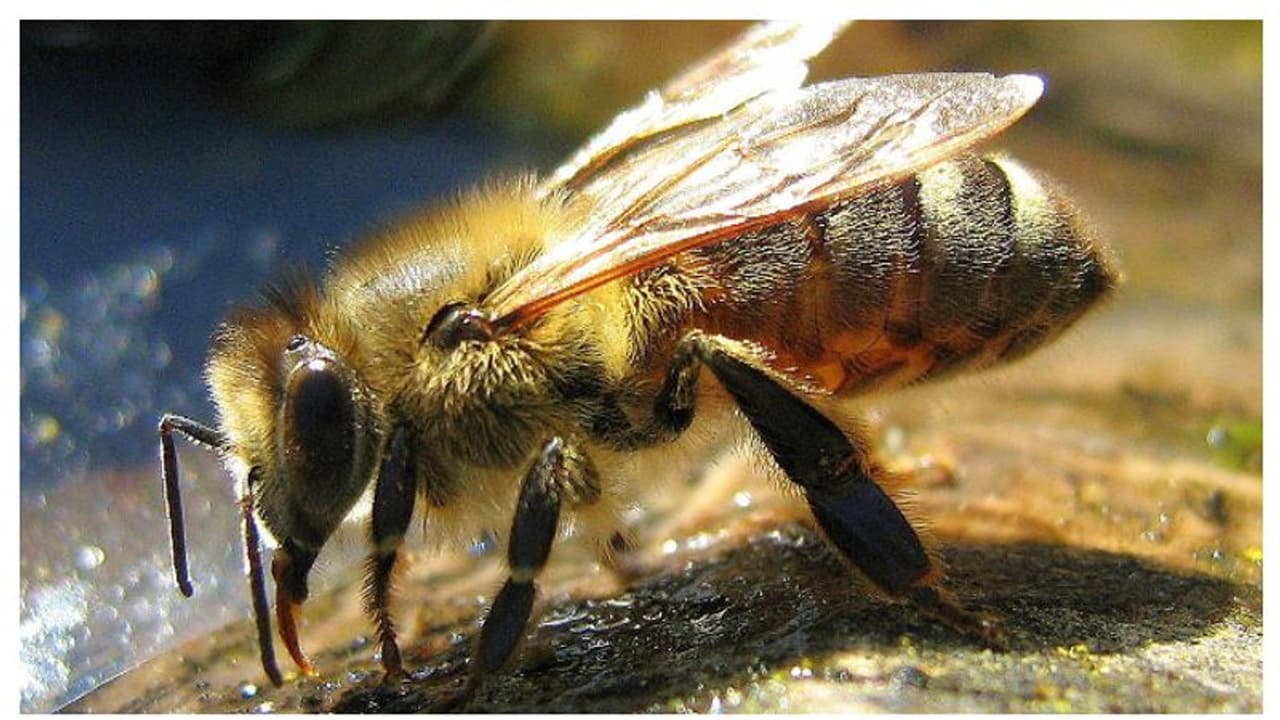 തേനീച്ചയുടെ കുത്തേറ്റു 2 കുട്ടികൾക്ക് ദാരുണാന്ത്യം