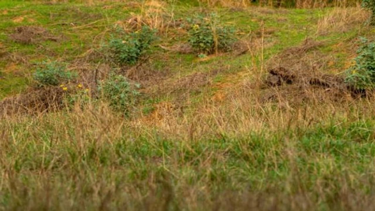 ചിത്രത്തിലെ പുലിയെ കണ്ടെത്താമോ? സോഷ്യൽ മീഡിയയെ കുഴപ്പിച്ച ചിത്രം