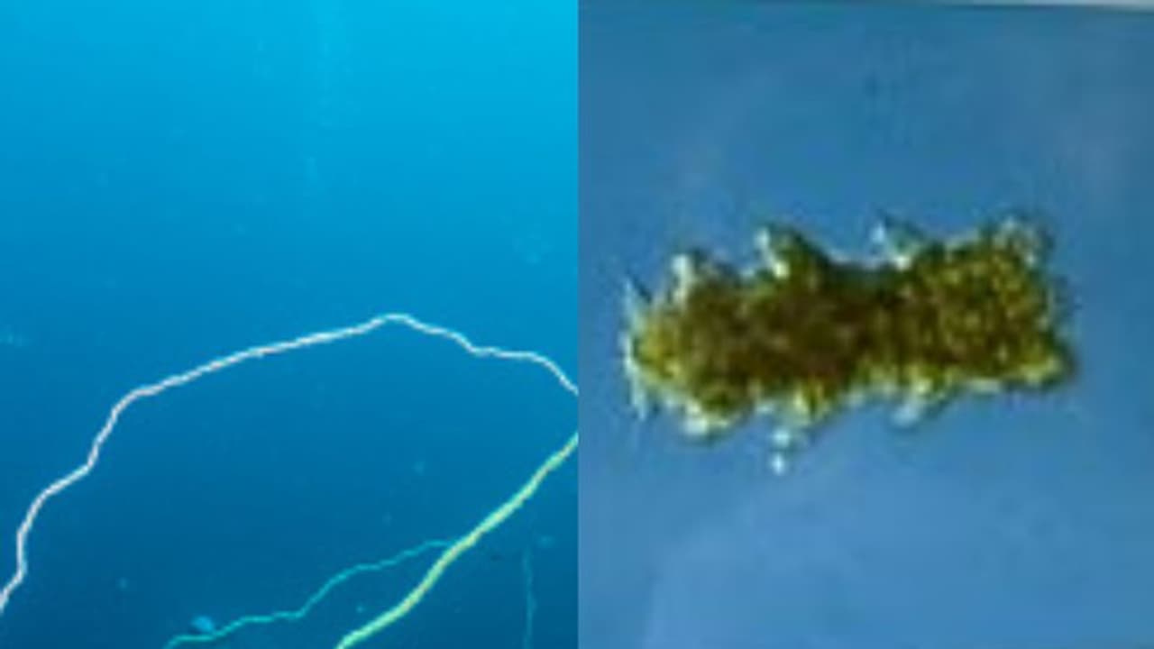 പേരില്‍ 'ജലക്കരടി', വലിപ്പം മില്ലി മീറ്ററുകള്‍, സുപ്രധാന കണ്ടെത്തലുമായി കുസാറ്റിലെ ഗവേഷകർ, അപൂർവ്വനേട്ടം