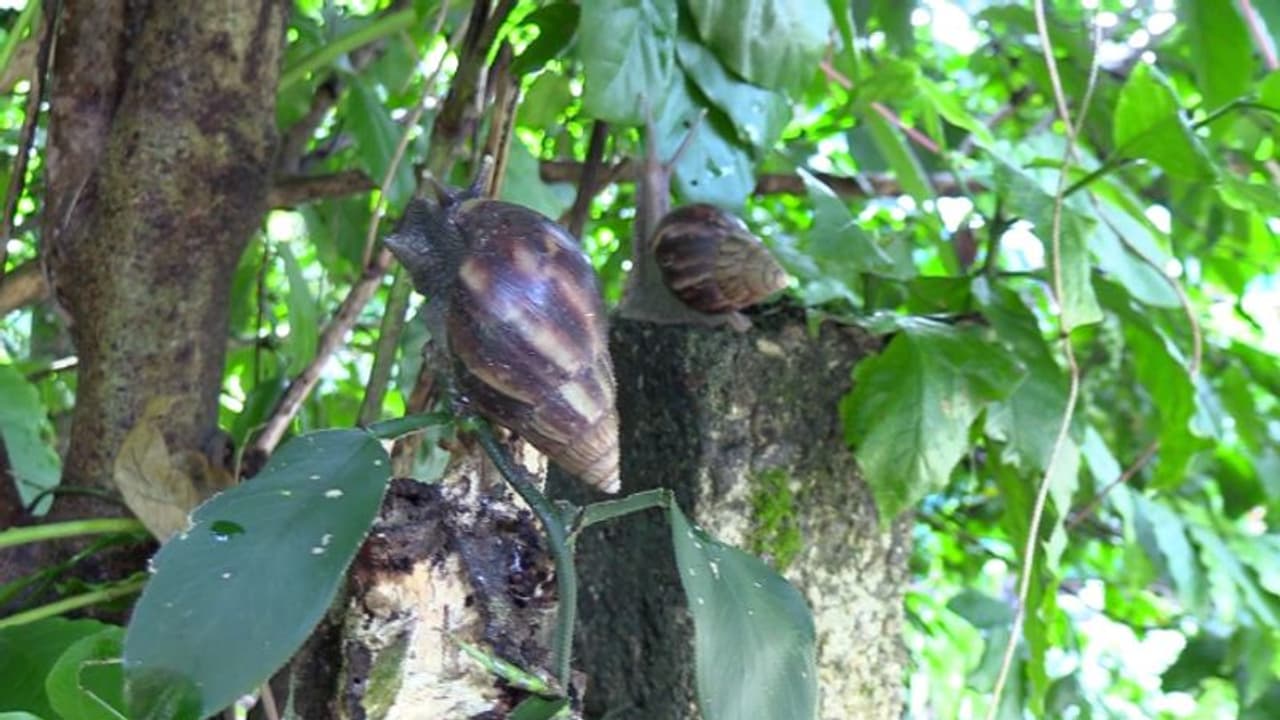 പകല്‍ ഒളിച്ചിരിക്കും അന്തിയാവുന്നതോടെ തോട്ടങ്ങളിലിറങ്ങി വൻ വിളനാശം, ഒച്ച് ശല്യത്തില്‍ വലഞ്ഞ് നാട്, രോഗ ഭീതിയും