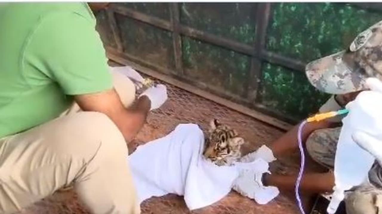 അമ്മ ഉപേക്ഷിച്ചു, മുലപ്പാല് കിട്ടാതെ 4 കടുവക്കുഞ്ഞുങ്ങള്, പട്ടിണി കിടന്നത് ദിവസങ്ങള്, ഒടുവില് മരണം അമ്മ ഉപേക്ഷിച്ചു, മുലപ്പാല് കിട്ടാതെ 4 കടുവക്കുഞ്ഞുങ്ങള്, പട്ടിണി കിടന്നത് ദിവസങ്ങള്, ഒടുവില് മരണം