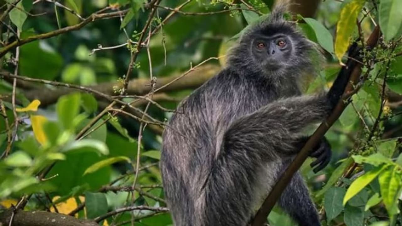 சிங்கப்பூரில் சிக்கிய புதிய வகை குரங்கு! சிவப்புக் கண்...வெள்ளி உரோமம் கொண்ட சில்வர் லாங்கூர் குரங்கு! சிங்கப்பூரில் சிக்கிய புதிய வகை குரங்கு! சிவப்புக் கண்...வெள்ளி உரோமம் கொண்ட சில்வர் லாங்கூர் குரங்கு!