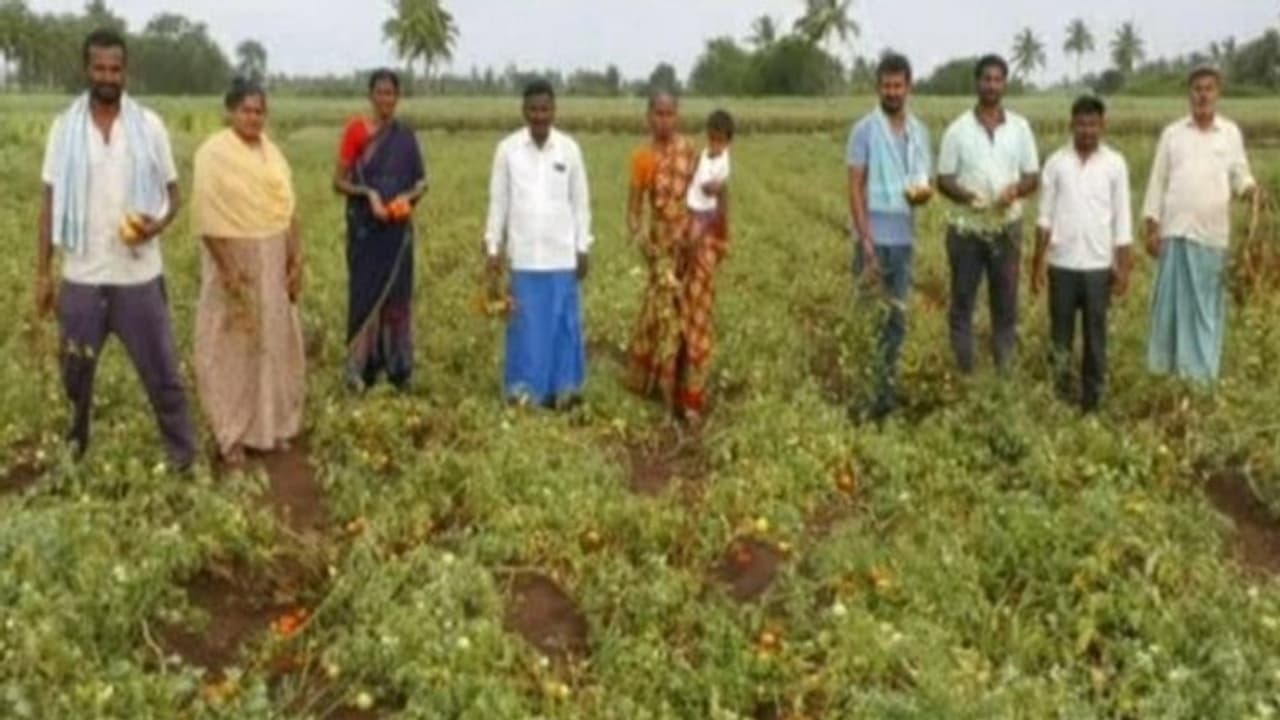 ಬಾಗಲಕೋಟೆ: ಲಕ್ಷ ಲಕ್ಷ ಆದಾಯ ತಂದಿದ್ದ ಟೊಮೆಟೋ ಈಗ ಕೇಳೋರೆ ಇಲ್ಲ, ರೈತರ ಬಾಳಲ್ಲಿ ಸಂಕಷ್ಟ..! ಬಾಗಲಕೋಟೆ: ಲಕ್ಷ ಲಕ್ಷ ಆದಾಯ ತಂದಿದ್ದ ಟೊಮೆಟೋ ಈಗ ಕೇಳೋರೆ ಇಲ್ಲ, ರೈತರ ಬಾಳಲ್ಲಿ ಸಂಕಷ್ಟ..!