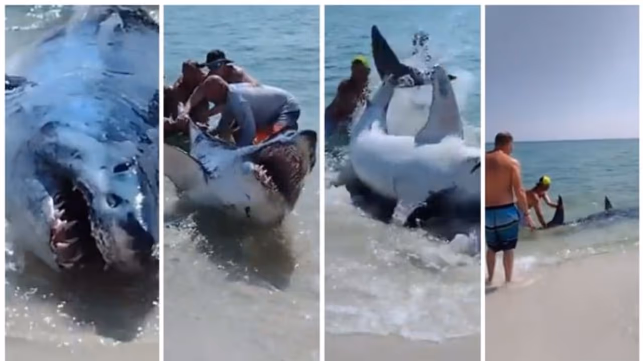 'ഇല്ല മരിച്ചിട്ടില്ല മനുഷ്യത്വം'; കരയ്ക്കടിഞ്ഞ സ്രാവിനെ സാഹസികമായി കടലിലേക്ക് തിരിച്ചയക്കുന്ന വീഡിയോ ! 