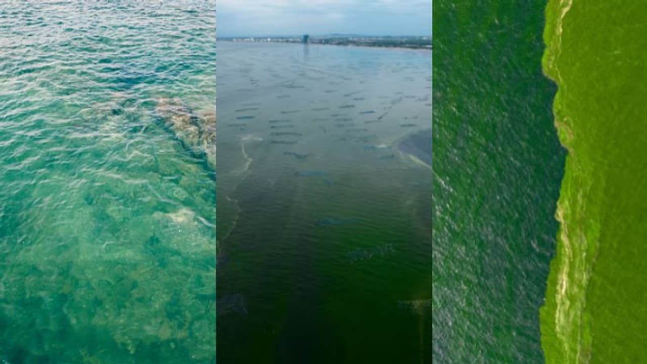 തെളിഞ്ഞ ജലത്തിന് പ്രശസ്തമായ തീരം പെട്ടന്ന് പച്ച നിറമായി, ചത്തടിഞ്ഞ് കക്കകളും ചെറുമത്സ്യങ്ങളും, ആശങ്ക