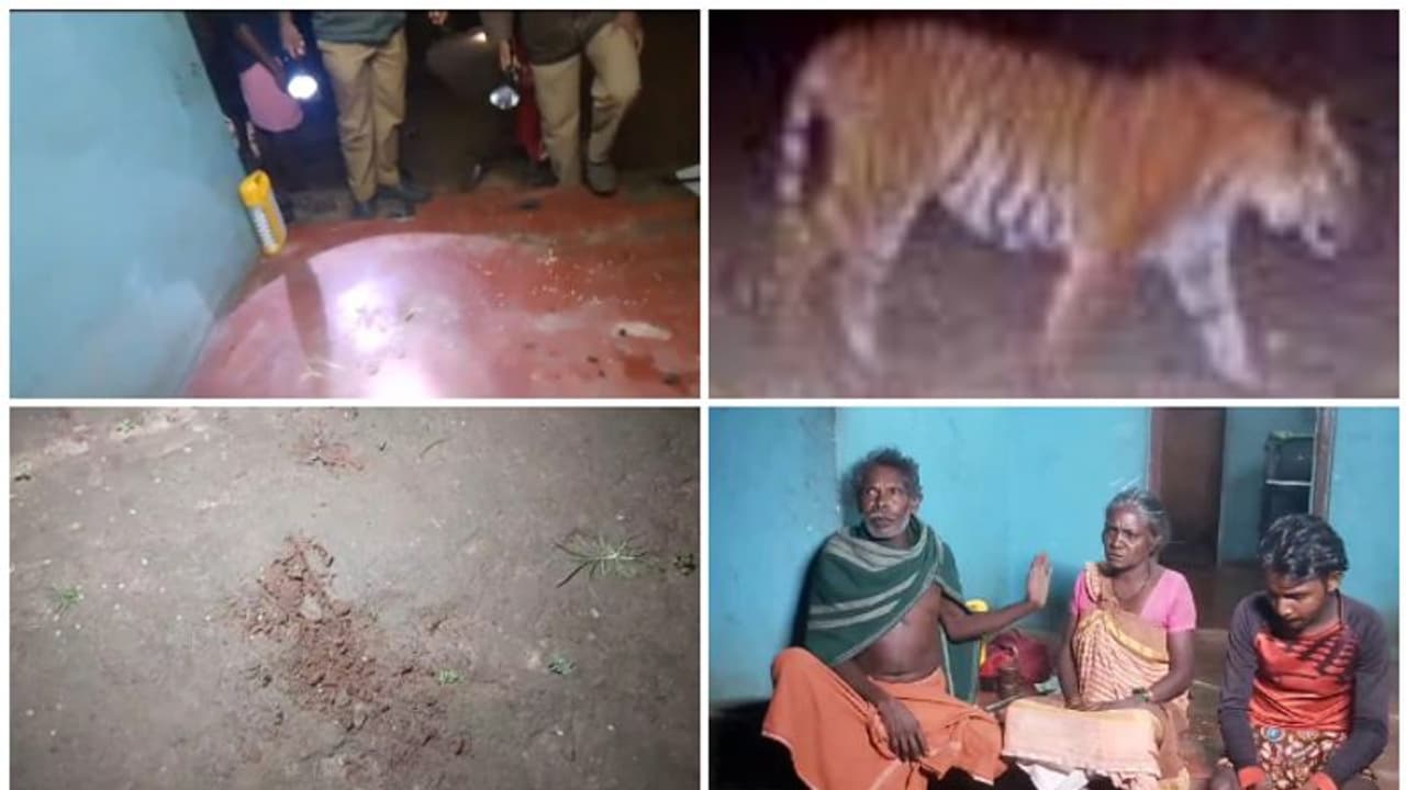 നായയുടെ പിന്നാലെ കടുവ, ദേ ഈ വീടിനകത്ത് ഒറ്റനിമിഷത്തിൽ മുരള്‍ച്ചയോടെ പാഞ്ഞെത്തി; വീട്ടുകാർ രക്ഷപ്പെട്ടത് ഭാഗ്യം