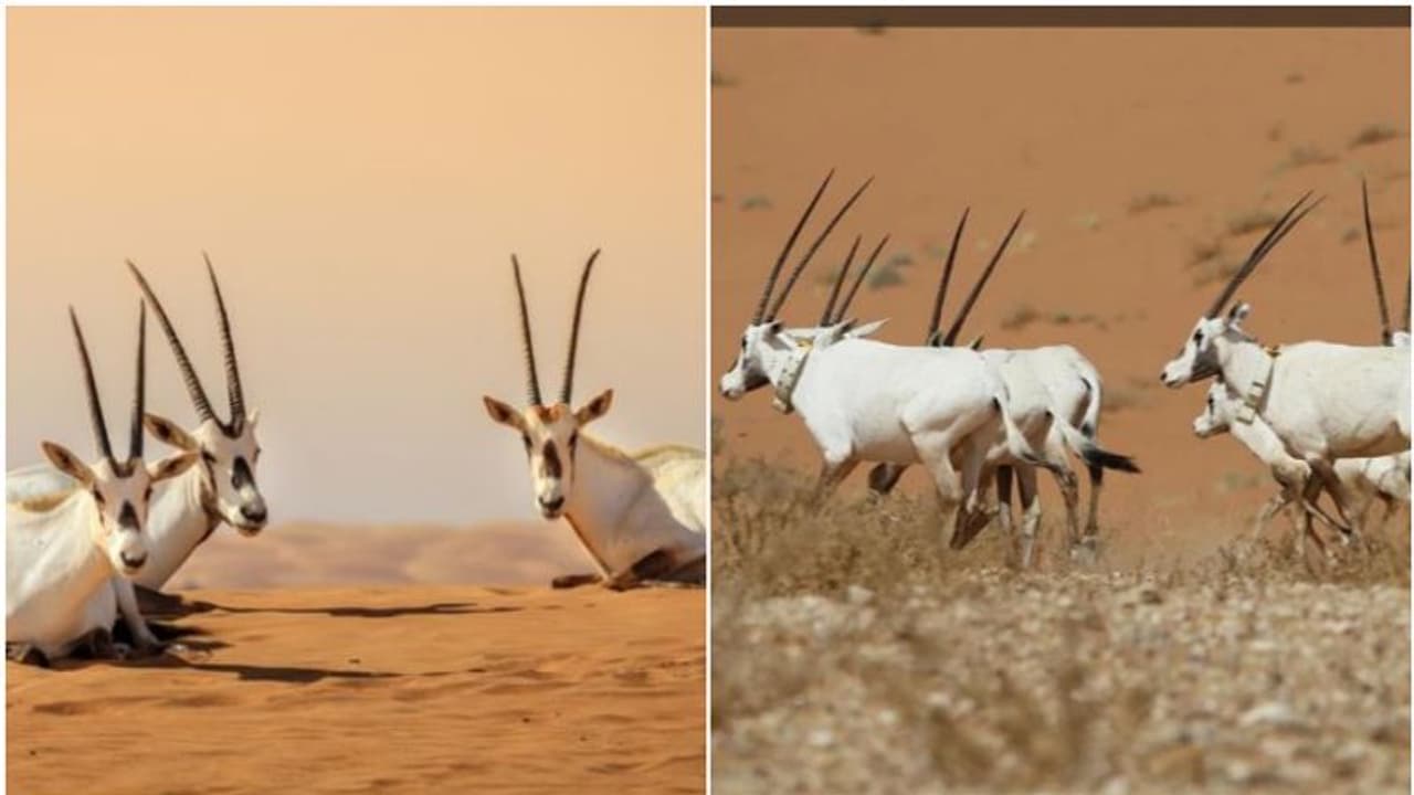 യുനസ്കോ പൈതൃക പട്ടികയിൽ ഇടം പിടിച്ച് സൗദിയിൽ നിന്ന് ഒരു പുരാവസ്തു കേന്ദ്രം യുനസ്കോ പൈതൃക പട്ടികയിൽ ഇടം പിടിച്ച് സൗദിയിൽ നിന്ന് ഒരു പുരാവസ്തു കേന്ദ്രം