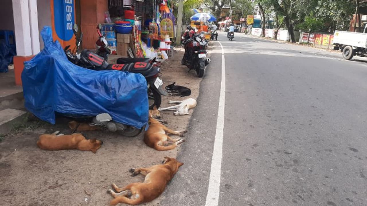 തെരുവുനായ്ക്കള്ക്ക് ചിലര് ബിസ്ക്കറ്റ് നല്കുന്നു, ചെന്നിത്തലയില് പൊറുതിമുട്ടി ജനം, മൂന്നുപേർക്ക് കടിയേറ്റു തെരുവുനായ്ക്കള്ക്ക് ചിലര് ബിസ്ക്കറ്റ് നല്കുന്നു, ചെന്നിത്തലയില് പൊറുതിമുട്ടി ജനം, മൂന്നുപേർക്ക് കടിയേറ്റു