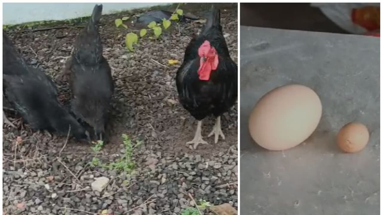 കരിങ്കോഴി ഇനത്തിൽപെട്ട കോഴി ഇട്ടത് വെറൈറ്റി മുട്ട! കാണാൻ ചെന്നിത്തലയിൽ നാട്ടുകാരുടെ തിരക്ക്