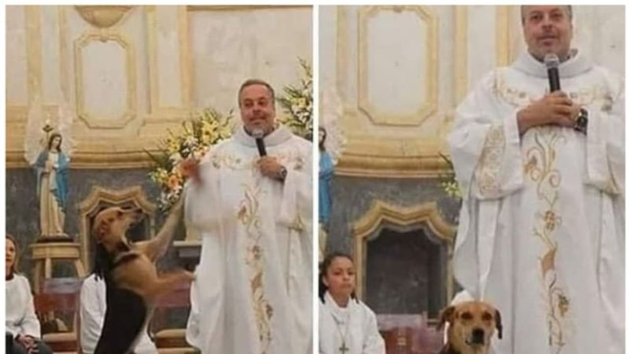 തെരുവ് നായ്ക്കളെ ദത്തെടുക്കാന് പള്ളി വാതില് തുറന്ന് കൊടുത്ത് ബ്രസീൽ പുരോഹിതൻ തെരുവ് നായ്ക്കളെ ദത്തെടുക്കാന് പള്ളി വാതില് തുറന്ന് കൊടുത്ത് ബ്രസീൽ പുരോഹിതൻ