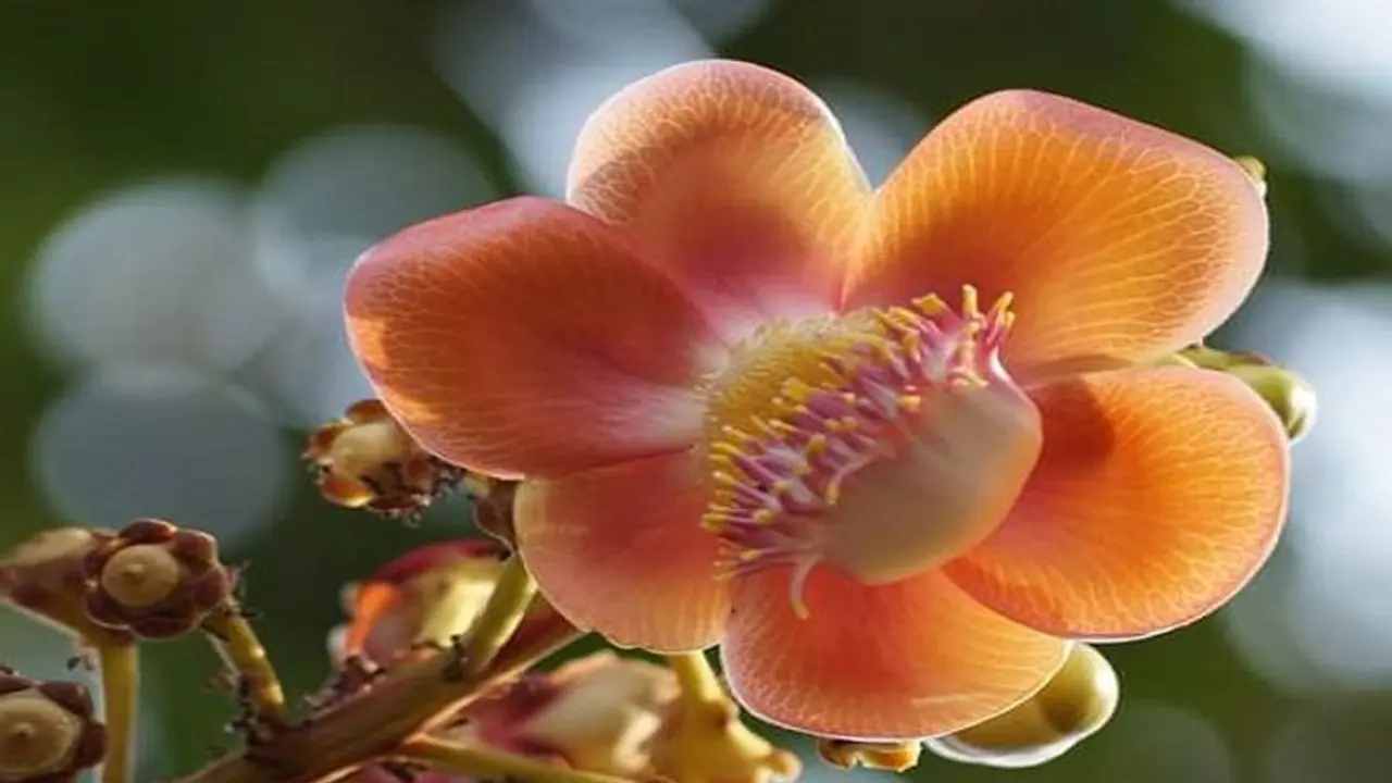 ಅಯೋಧ್ಯೆಯಲ್ಲಿ ನೆಡಲು ಕರ್ನಾಟಕದ ನಿಡ್ಡೋಡಿಯ ನಾಗಲಿಂಗ ಗಿಡಗಳ ರವಾನೆ..! ಅಯೋಧ್ಯೆಯಲ್ಲಿ ನೆಡಲು ಕರ್ನಾಟಕದ ನಿಡ್ಡೋಡಿಯ ನಾಗಲಿಂಗ ಗಿಡಗಳ ರವಾನೆ..!