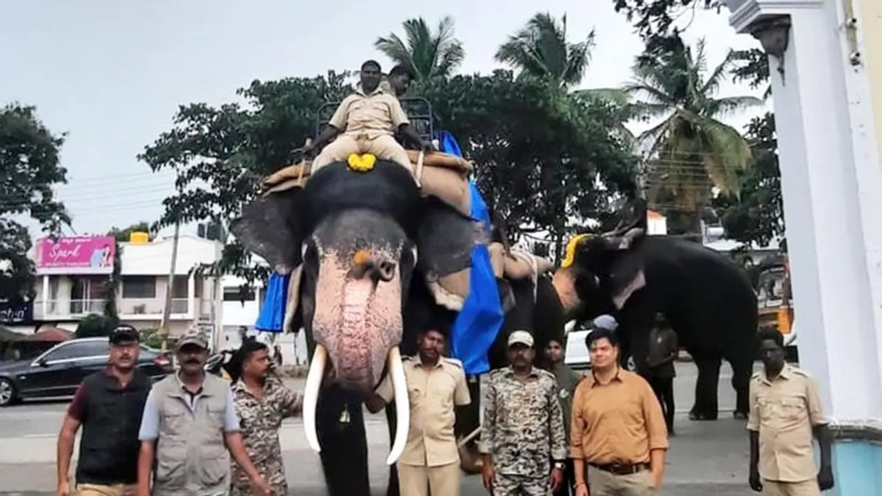 ದಸರಾ ಜಂಬೂಸವಾರಿಗೆ ಸಿದ್ಧವಾಗುತ್ತಿರುವ ಗಜಪಡೆ : 550 ಕೆ.ಜಿ ಬಾರ ಹೊತ್ತು ಸಾಗಿದ ಭೀಮ ದಸರಾ ಜಂಬೂಸವಾರಿಗೆ ಸಿದ್ಧವಾಗುತ್ತಿರುವ ಗಜಪಡೆ : 550 ಕೆ.ಜಿ ಬಾರ ಹೊತ್ತು ಸಾಗಿದ ಭೀಮ