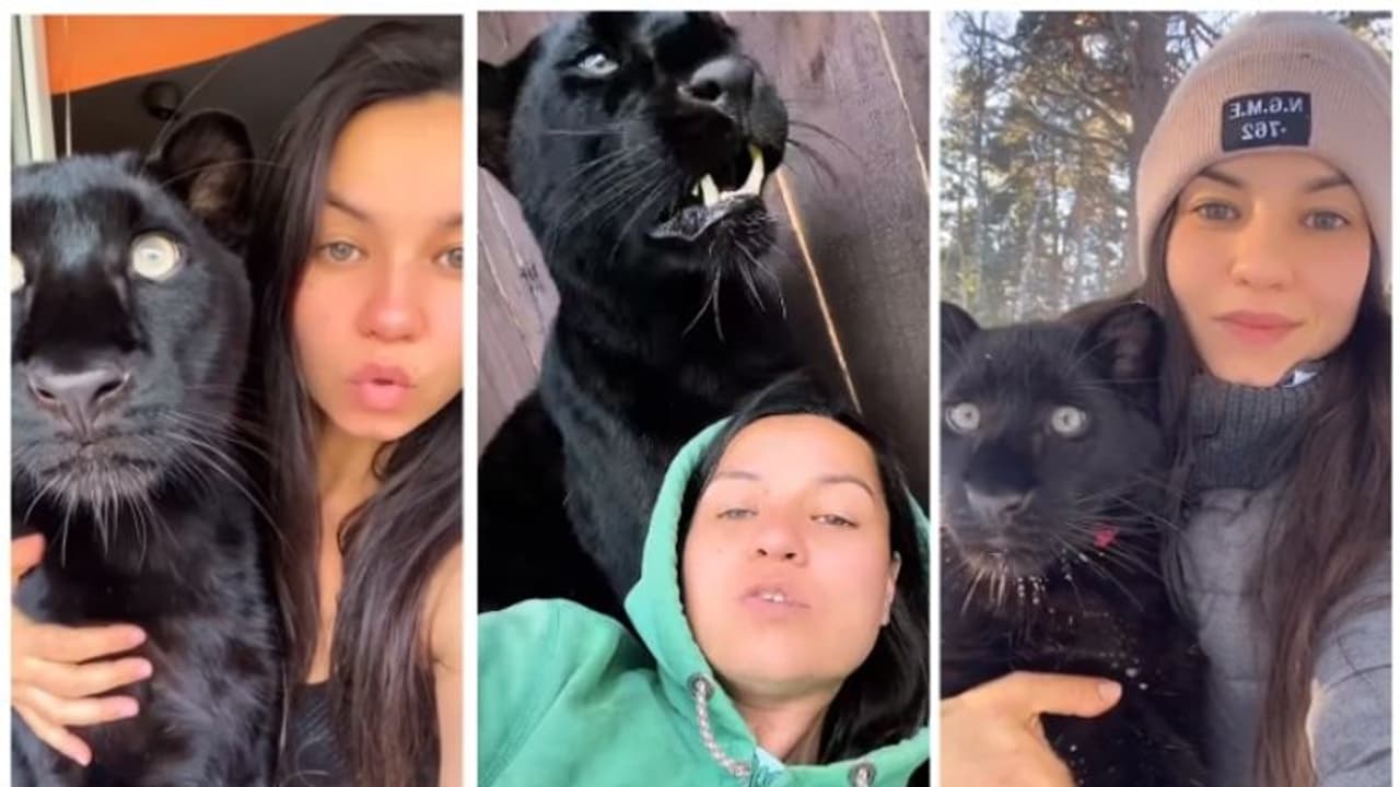 പൂച്ചയെന്ന് കരുതി യുവതി വളര്ത്തിയത് 'ബ്ലാക്ക് പാന്തറി'നെ; ഇതൊരു അപൂര്വ്വ സൗഹൃദ കഥ ! പൂച്ചയെന്ന് കരുതി യുവതി വളര്ത്തിയത് 'ബ്ലാക്ക് പാന്തറി'നെ; ഇതൊരു അപൂര്വ്വ സൗഹൃദ കഥ !