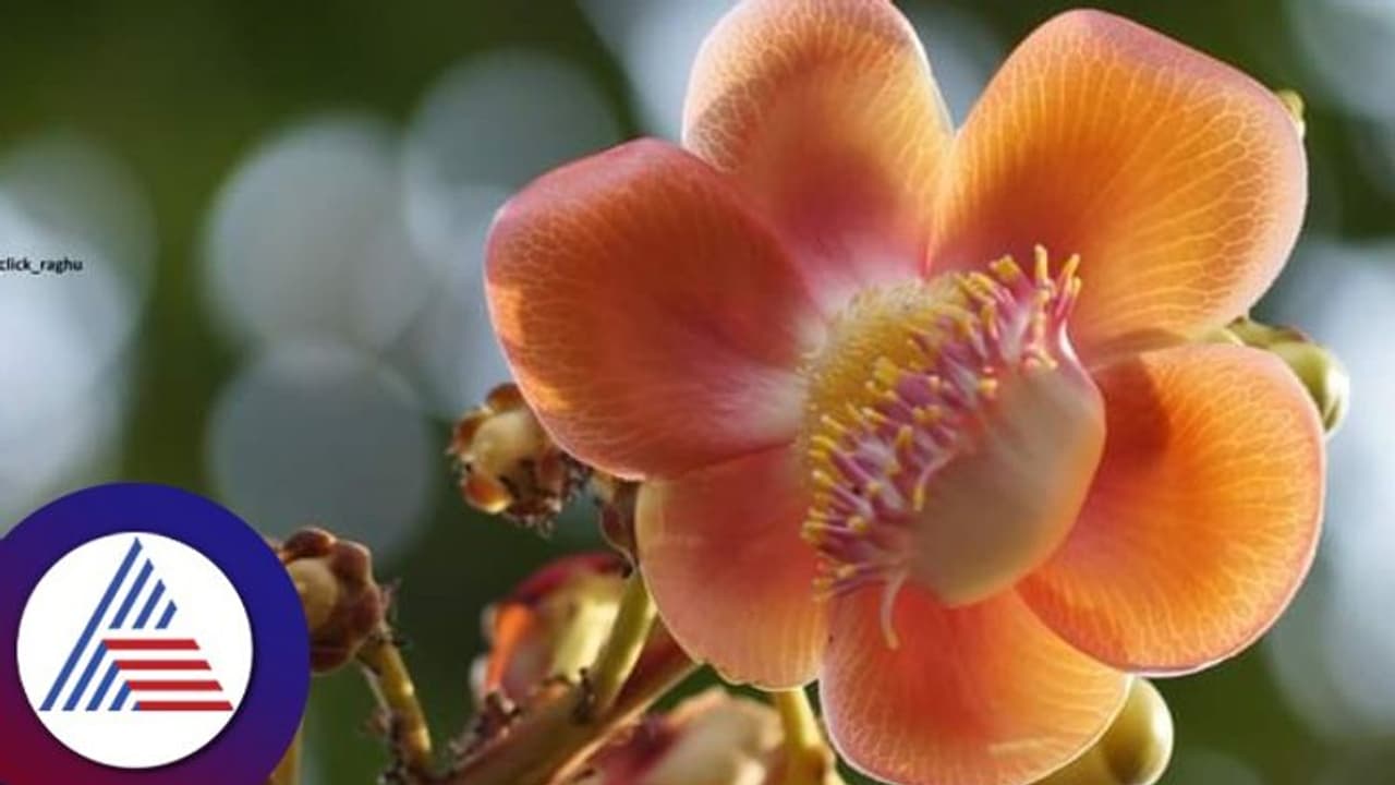 ಅಯೋಧ್ಯೆಯಲ್ಲಿ ನೆಡಲು ನಿಡ್ಡೋಡಿಯ ನಾಗಲಿಂಗ ಗಿಡಗಳ ರವಾನೆ; ಇದರ ವಿಶೇಷತೆ ಏನು ಗೊತ್ತಾ? ಅಯೋಧ್ಯೆಯಲ್ಲಿ ನೆಡಲು ನಿಡ್ಡೋಡಿಯ ನಾಗಲಿಂಗ ಗಿಡಗಳ ರವಾನೆ; ಇದರ ವಿಶೇಷತೆ ಏನು ಗೊತ್ತಾ?