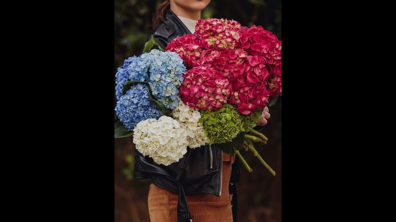 ಮನೆಯಲ್ಲಿ ಮರೆತೂ ಈ ಹೂವುಗಳನ್ನು ಇಡಬೇಡಿ..! ಮನೆಯಲ್ಲಿ ಮರೆತೂ ಈ ಹೂವುಗಳನ್ನು ಇಡಬೇಡಿ..!