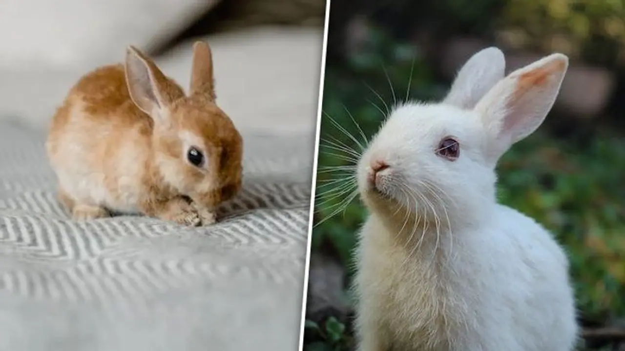 International Day of Rabbits 2023: Day, history and significance International Day of Rabbits 2023: Day, history and significance