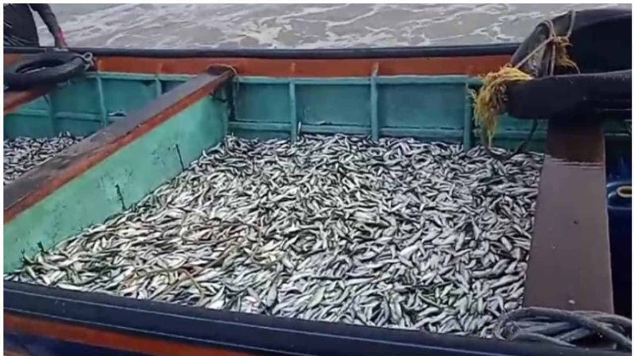 വള്ളങ്ങൾ നിറയെ ചെറുമത്തി; വലിപ്പം ആറ് മുതൽ എട്ട് സെന്റിമീറ്റർ വരെ മാത്രം, ബോട്ടുകൾ പിടിച്ചു; കർശന നടപടികൾ വള്ളങ്ങൾ നിറയെ ചെറുമത്തി; വലിപ്പം ആറ് മുതൽ എട്ട് സെന്റിമീറ്റർ വരെ മാത്രം, ബോട്ടുകൾ പിടിച്ചു; കർശന നടപടികൾ