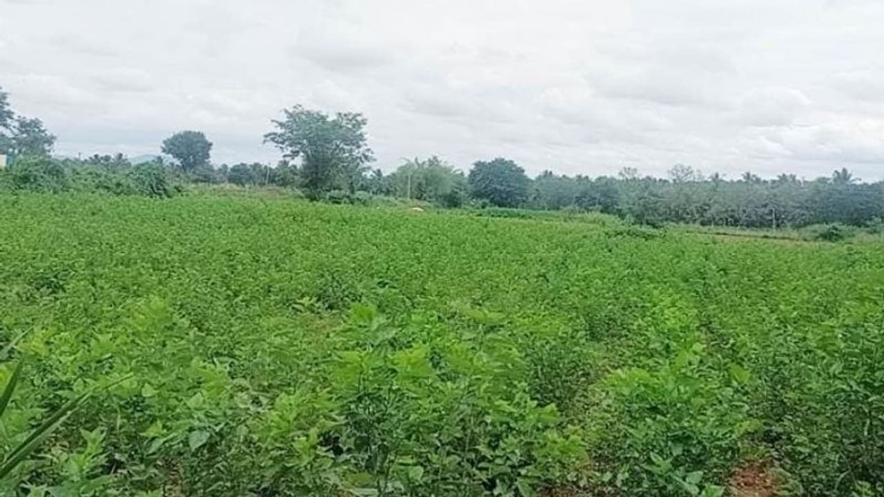 ರಾಮನಗರ: 17 ವರ್ಷಗಳಿಂದ ನೆನೆಗುದಿಗೆ ಬಿದ್ದ ಬಿಡದಿ ಟೌನ್ ಶಿಪ್, ರೈತರ ಸ್ಥಿತಿ ಶೋಚನೀಯ ರಾಮನಗರ: 17 ವರ್ಷಗಳಿಂದ ನೆನೆಗುದಿಗೆ ಬಿದ್ದ ಬಿಡದಿ ಟೌನ್ ಶಿಪ್, ರೈತರ ಸ್ಥಿತಿ ಶೋಚನೀಯ