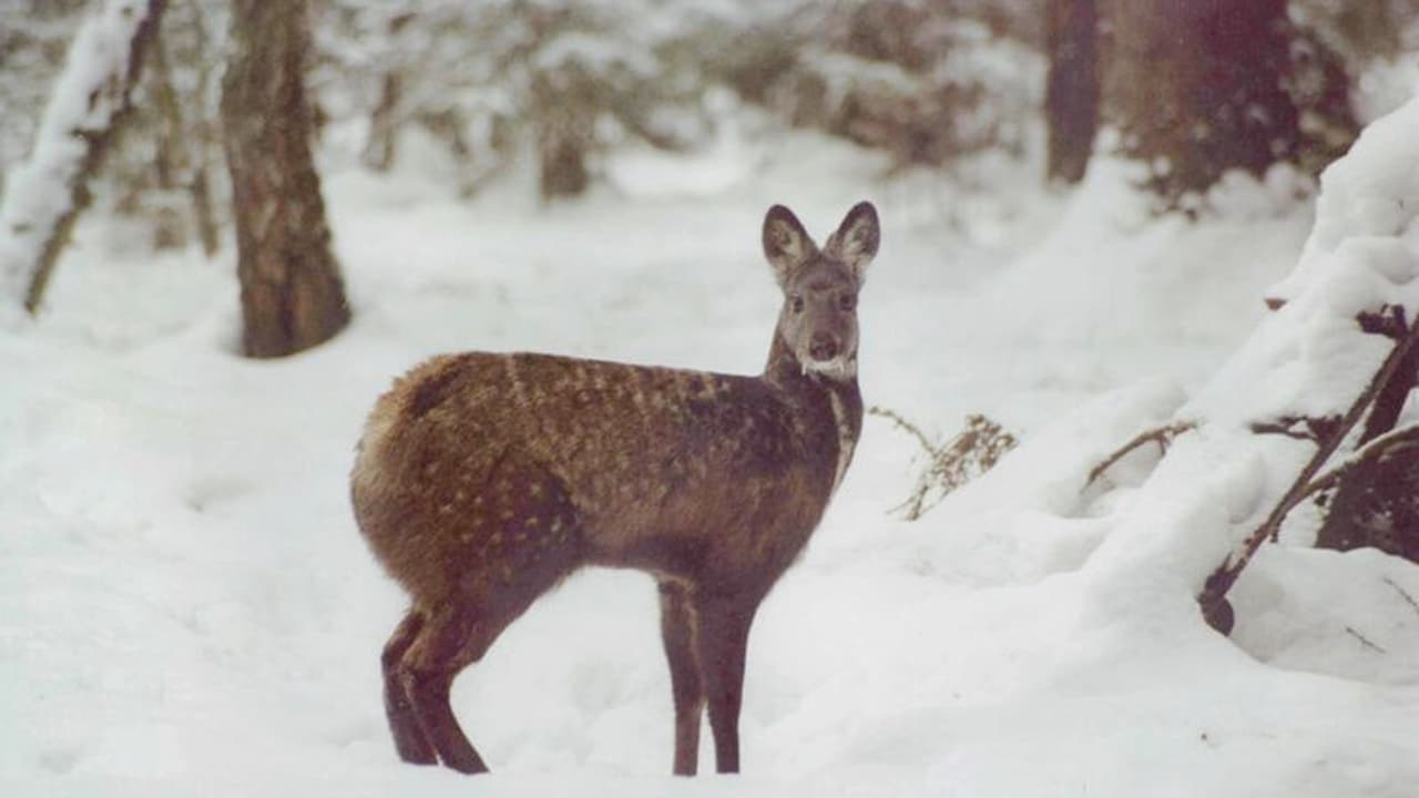 ஒரே மாதத்தில் 5 மரணங்கள்... அழிவின் விளம்பில் அரிய வகை இமாலய கஸ்தூரி மான்கள்
