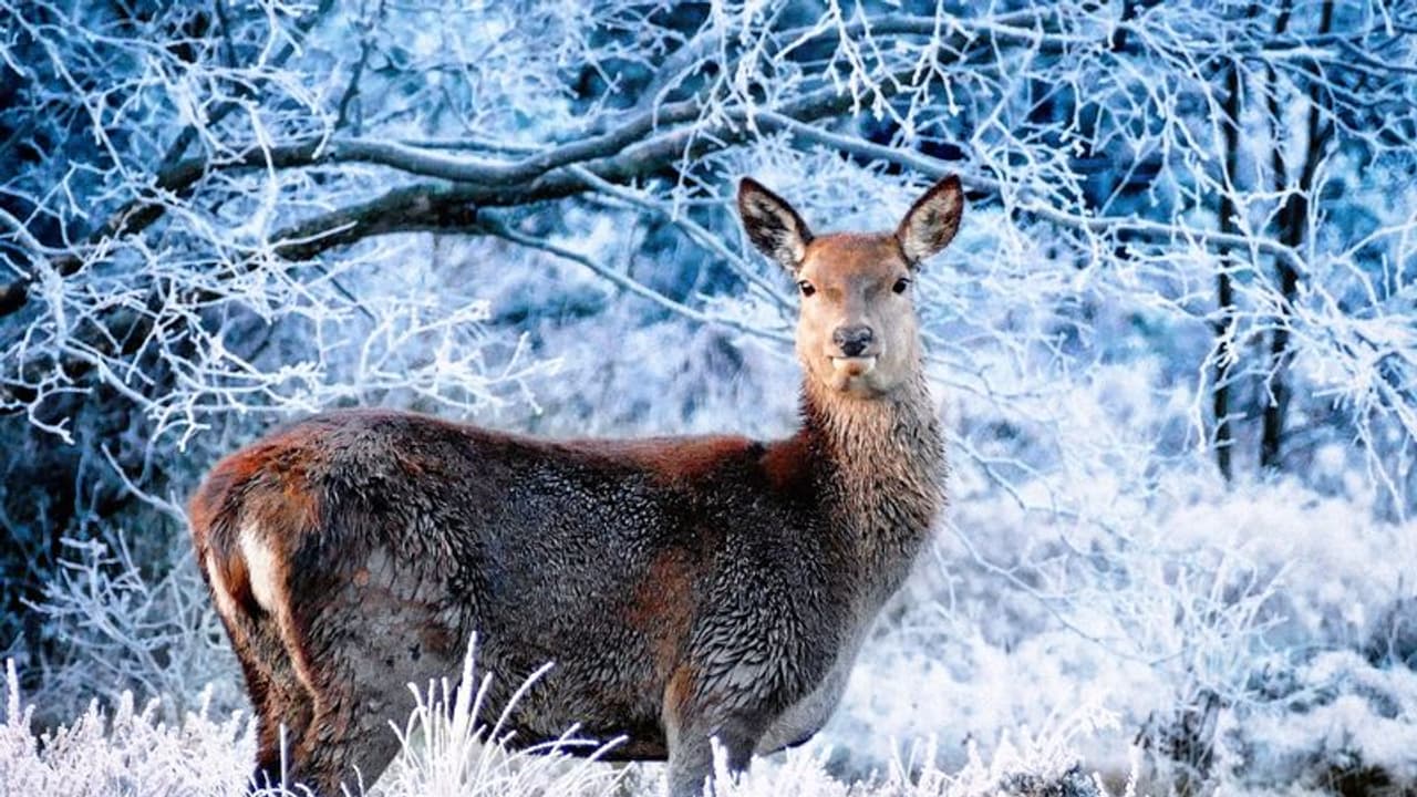 దీపావళి 2023 : అక్రమంగా వేటకు వెళ్లి.. జింక అనుకుని స్నేహితుడిని కాల్చి... దీపావళి 2023 : అక్రమంగా వేటకు వెళ్లి.. జింక అనుకుని స్నేహితుడిని కాల్చి...