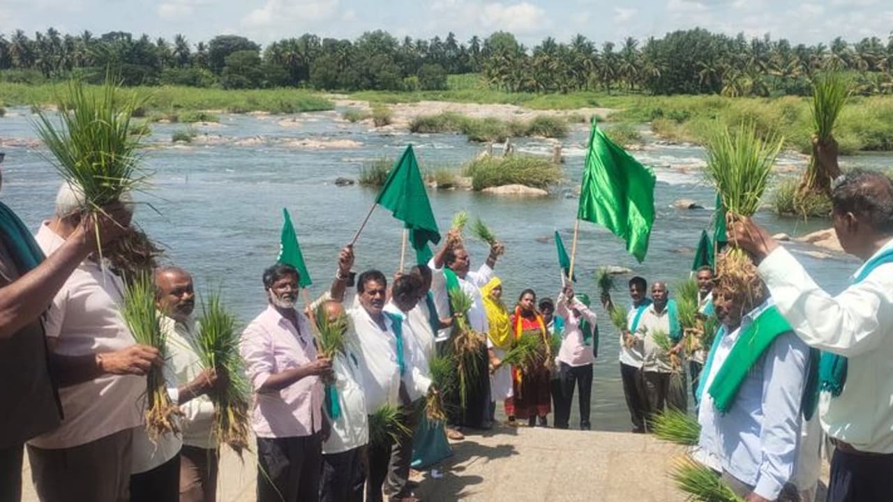 ನಾಟಿ ಮಾಡಿದ ಭತ್ತದ ಪೈರು ಕಿತ್ತು ನದಿಗೆ ಎಸೆದು ರೈತರ ಪ್ರತಿಭಟನೆ ನಾಟಿ ಮಾಡಿದ ಭತ್ತದ ಪೈರು ಕಿತ್ತು ನದಿಗೆ ಎಸೆದು ರೈತರ ಪ್ರತಿಭಟನೆ