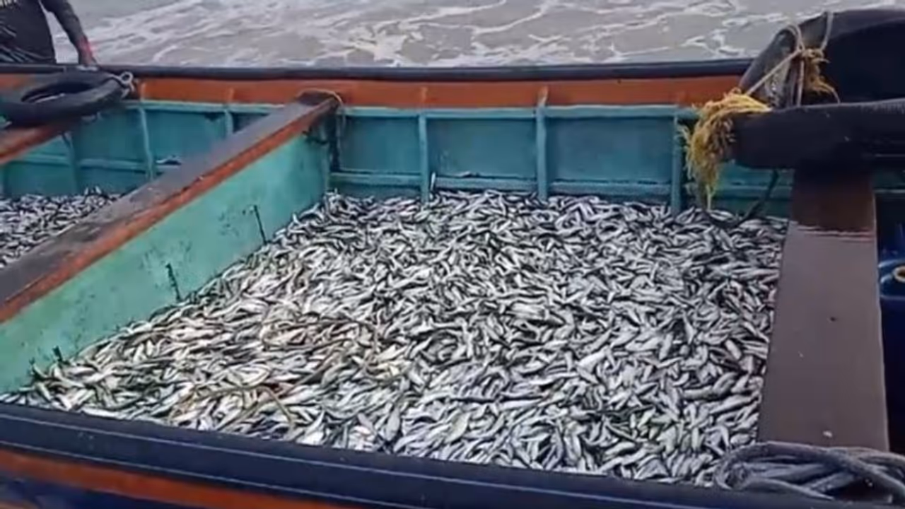 ചെറുമത്തിക്കും രക്ഷയില്ല, തിക്കോടിയിൽ 6 മുതൽ 8 സെന്‍റി മീറ്റര്‍ വലുപ്പമുള്ള മത്തിയുമായി വള്ളങ്ങൾ, കർശന നടപടി