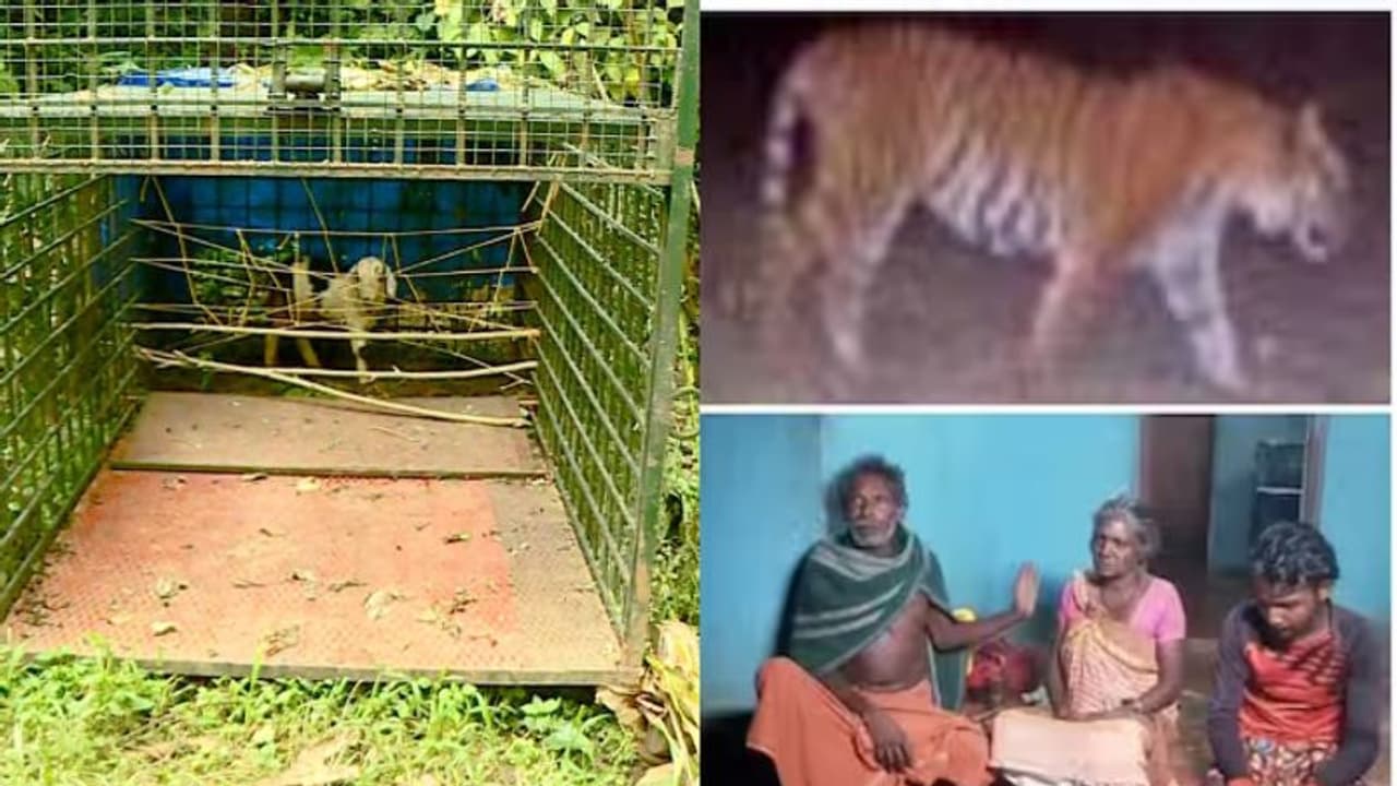 കൂടും കെണിയും വച്ച് കാത്തിരുന്ന് വനംവകുപ്പ്, പട്ടിയെ തുരത്തിക്കൊണ്ട് വീടിനുള്ളില് കയറി കടുവ, ആശങ്ക കൂടും കെണിയും വച്ച് കാത്തിരുന്ന് വനംവകുപ്പ്, പട്ടിയെ തുരത്തിക്കൊണ്ട് വീടിനുള്ളില് കയറി കടുവ, ആശങ്ക