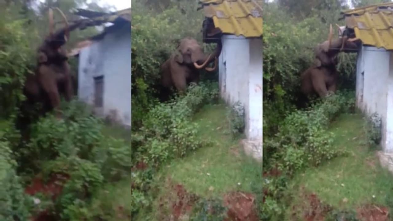 കട സംരക്ഷിക്കാൻ നിന്ന നാട്ടുകാരെ വെട്ടിച്ച് റേഷൻ കട തകര്ത്ത് പടയപ്പ, മേൽക്കുര പൊളിച്ചത് നിമിഷങ്ങൾക്കുള്ളിൽ കട സംരക്ഷിക്കാൻ നിന്ന നാട്ടുകാരെ വെട്ടിച്ച് റേഷൻ കട തകര്ത്ത് പടയപ്പ, മേൽക്കുര പൊളിച്ചത് നിമിഷങ്ങൾക്കുള്ളിൽ