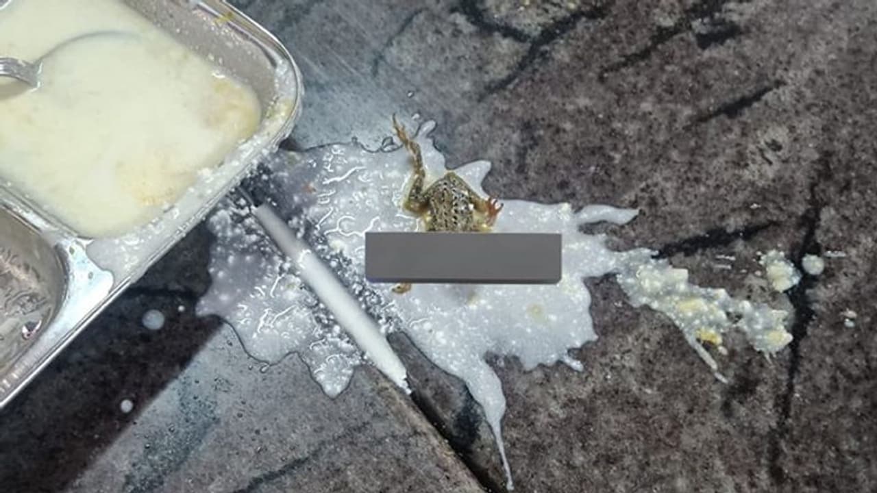 Odisha: Hostel student finds dead frog in food, college reacts Odisha: Hostel student finds dead frog in food, college reacts