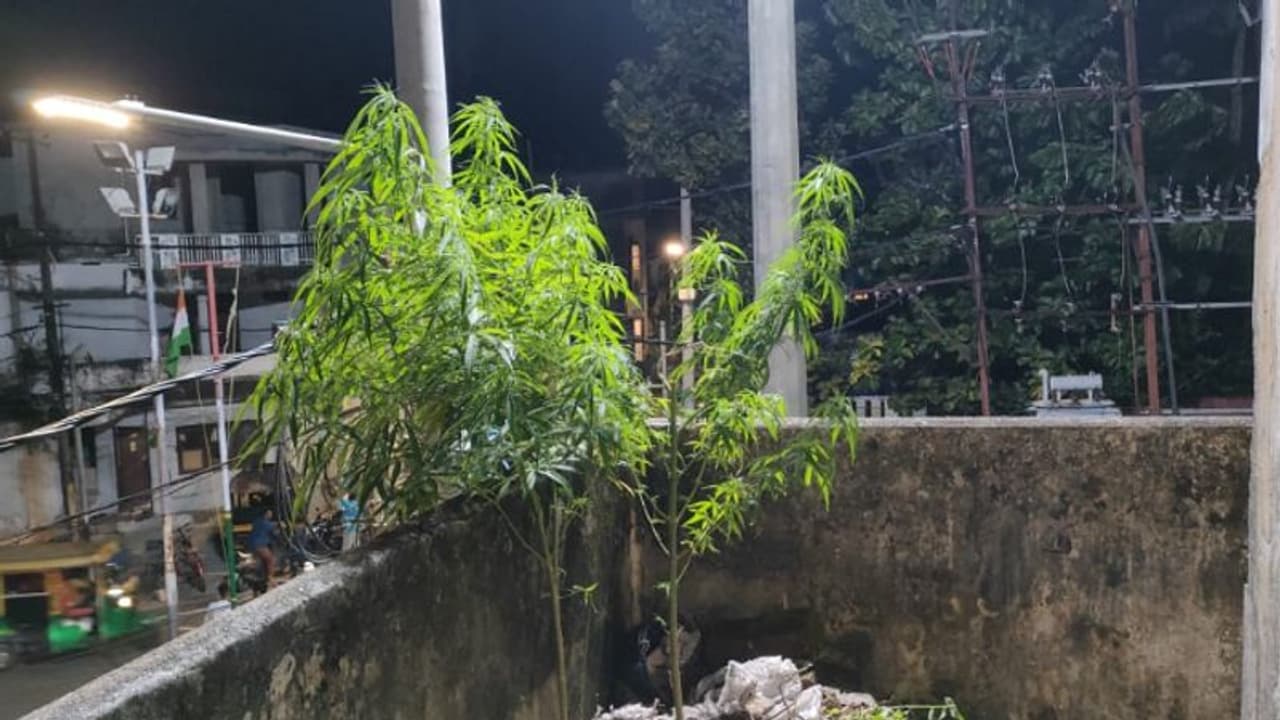 കൊച്ചിയില്‍ ഇരുനില കെട്ടിടത്തില്‍ കഞ്ചാവ് ചെടി; 'നട്ടത് പ്രത്യേകം തയ്യാറാക്കിയ സ്ഥലത്ത്'