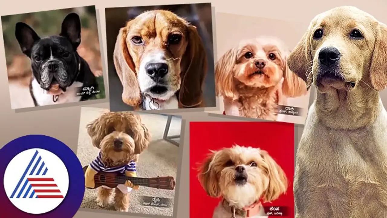 Bigg Boss ಮನೆಗೆ ಸ್ಪರ್ಧಿಯಾಗಿ ಚಾರ್ಲಿ! ಖುಷಿಯಿಂದ ಕುಣಿದ ನಾಯಿಗಳು ಏನ್ ಹೇಳಿದ್ವು ಕೇಳಿ... Bigg Boss ಮನೆಗೆ ಸ್ಪರ್ಧಿಯಾಗಿ ಚಾರ್ಲಿ! ಖುಷಿಯಿಂದ ಕುಣಿದ ನಾಯಿಗಳು ಏನ್ ಹೇಳಿದ್ವು ಕೇಳಿ...