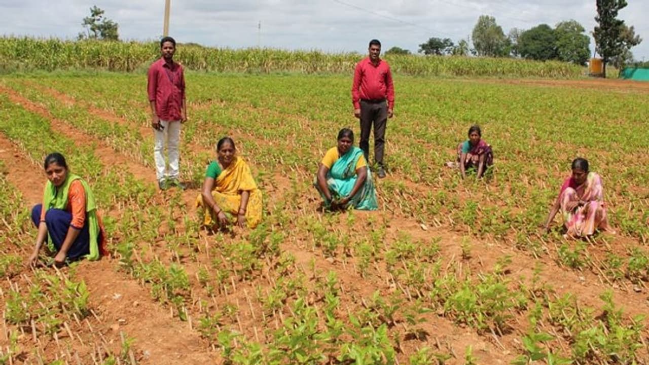 ವಿಜಯನಗರ: ಇನ್ಮುಂದೆ ಹರಪನಹಳ್ಳಿಯಲ್ಲೇ ಹಿಪ್ಪುನೇರಳೆ ಸಸಿ ಲಭ್ಯ..!