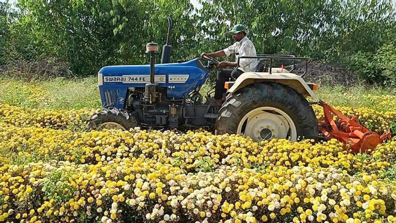 ಹಾಸನ: ಬೆಲೆ ಕುಸಿತ, ಸೇವಂತಿಗೆ ಗಿಡ ನಾಶಪಡಿಸಿದ ರೈತ..! ಹಾಸನ: ಬೆಲೆ ಕುಸಿತ, ಸೇವಂತಿಗೆ ಗಿಡ ನಾಶಪಡಿಸಿದ ರೈತ..!