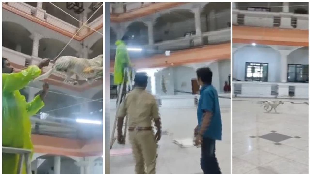 പത്തടി ഉയരത്തിലെ നെറ്റ് കീറി; നായയെ താഴേക്ക് ചാടിച്ചത് വടികൊണ്ട് കുത്തി, മൃഗസ്നേഹികളുടെ പ്രതിഷേധം പത്തടി ഉയരത്തിലെ നെറ്റ് കീറി; നായയെ താഴേക്ക് ചാടിച്ചത് വടികൊണ്ട് കുത്തി, മൃഗസ്നേഹികളുടെ പ്രതിഷേധം