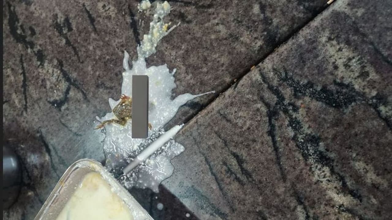 ಹಾಸ್ಟೆಲ್‌ ಆಹಾರದಲ್ಲಿ ಸತ್ತ ಕಪ್ಪೆ ಪತ್ತೆ: ಐಐಟಿಯಲ್ಲೇ ಹೀಗಾದ್ರೆ ಹೇಗೆ?