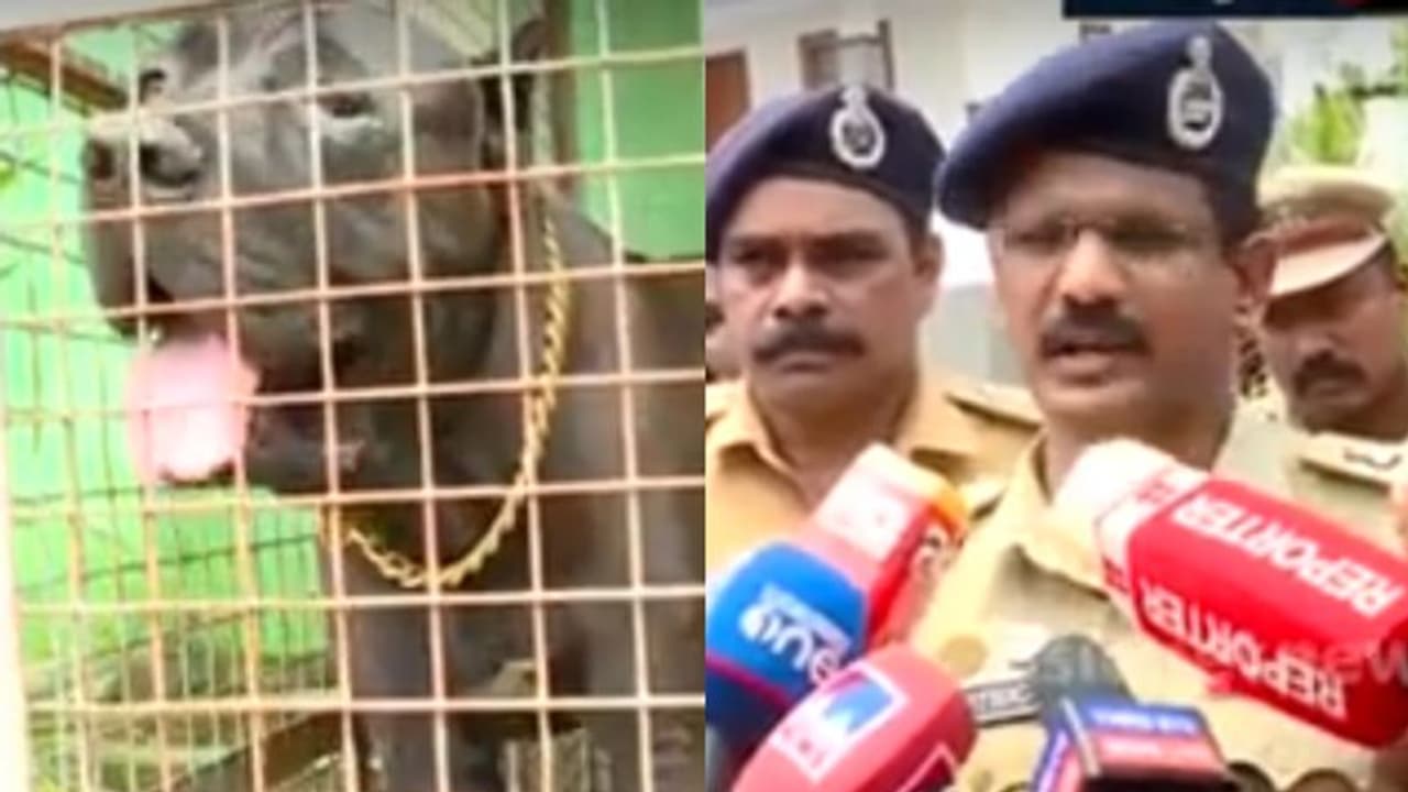 'കാക്കി കണ്ടാൽ ആക്രമിക്കണം', കുമാരനെല്ലൂരിൽ പട്ടികളുടെ സംരക്ഷണത്തിൽ കഞ്ചാവ് കച്ചവടം, പോലീസുകാരെ ആക്രമിച്ചു 'കാക്കി കണ്ടാൽ ആക്രമിക്കണം', കുമാരനെല്ലൂരിൽ പട്ടികളുടെ സംരക്ഷണത്തിൽ കഞ്ചാവ് കച്ചവടം, പോലീസുകാരെ ആക്രമിച്ചു