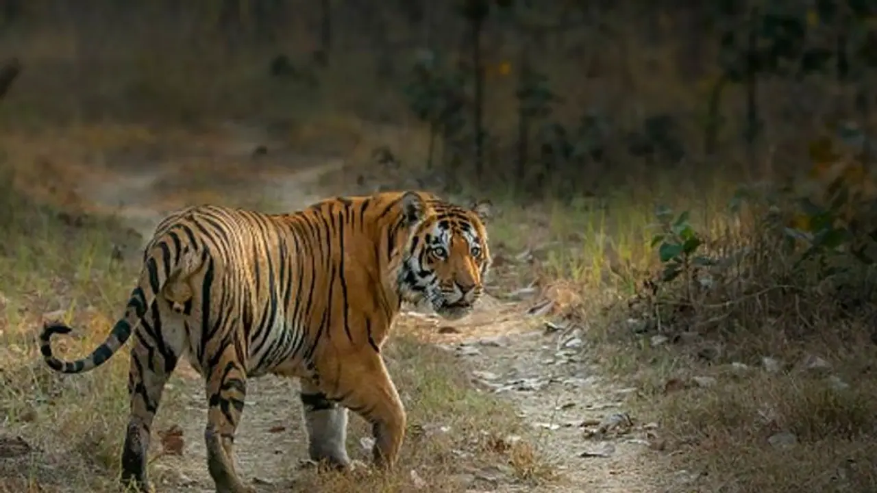 World Tourism Day 2023: Exploring India's 6 wildlife sanctuaries beyond the big names