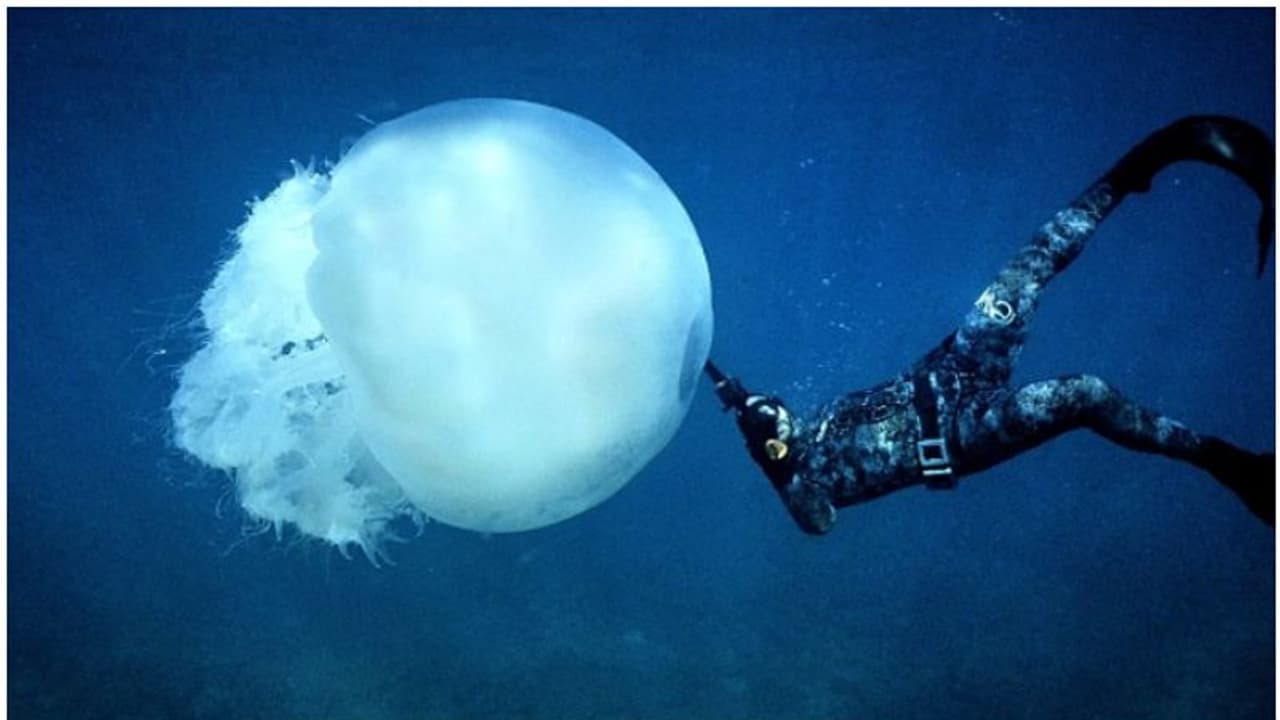 അനുഭവങ്ങളിൽ നിന്ന് പഠിക്കാൻ തലച്ചോർ വേണ്ട; ശാസ്ത്ര ലോകത്ത് അത്ഭുതം, ജെല്ലി ഫിഷിന്റെ കഴിവില്‍ അമ്പരപ്പ് 