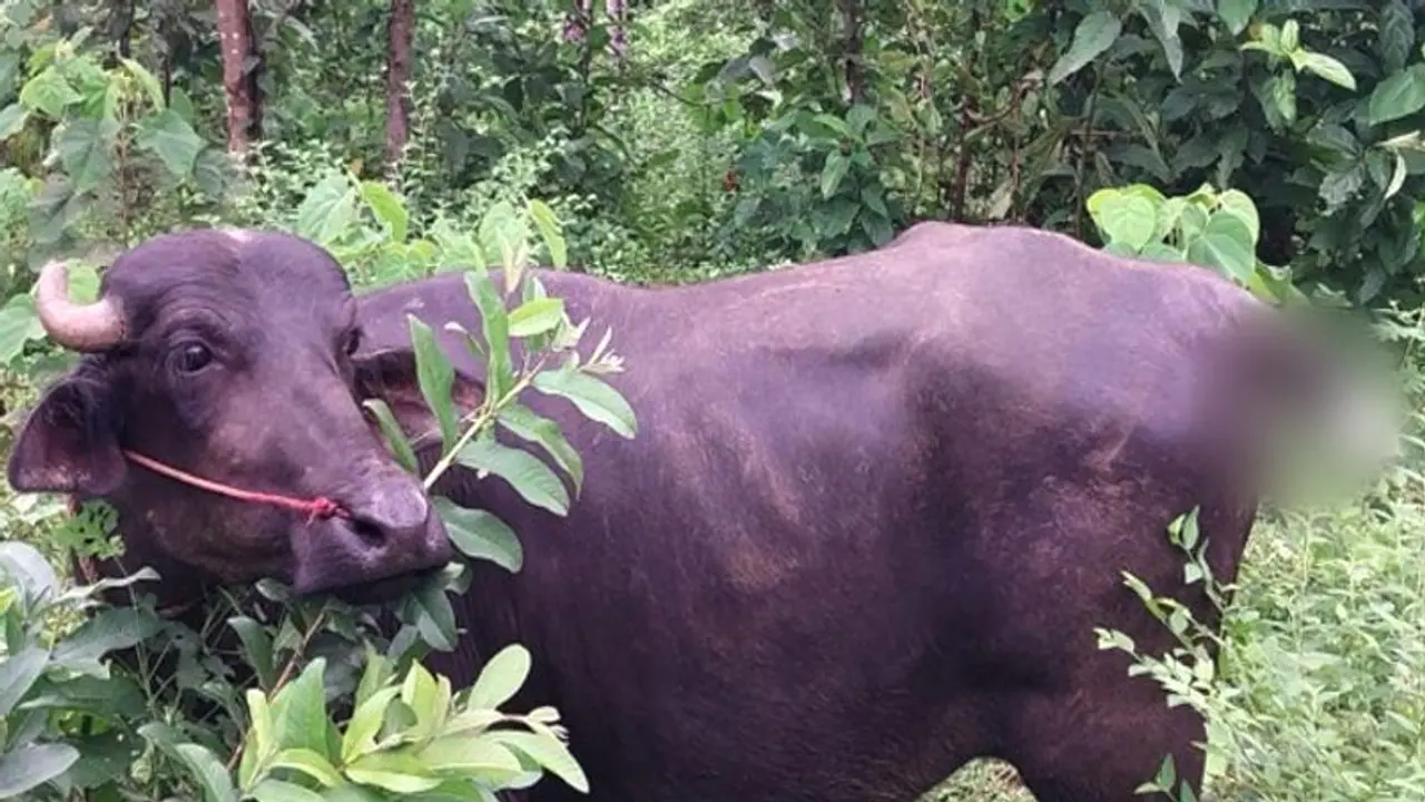 Kerala: Miscreants cut tail of buffalo in Kozhikode over trade disagreement