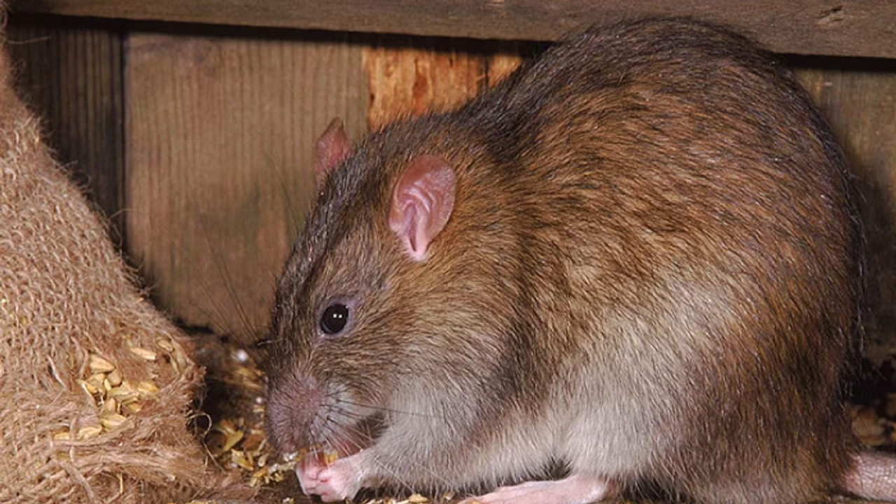 ఎలుకను అరెస్ట్ చేసిన పోలీసులు.. ఎక్కడా? ఎందుకో తెలుసా?... ఎలుకను అరెస్ట్ చేసిన పోలీసులు.. ఎక్కడా? ఎందుకో తెలుసా?...