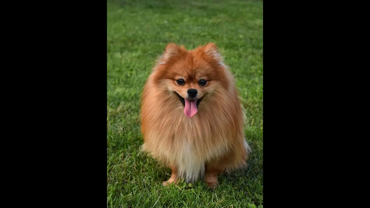 நாய் வளர்ப்பது சுபமா அல்லது அசுபமா? ஜோதிடம் சொல்வதை தெரிஞ்சிகோங்க.. நாய் வளர்ப்பது சுபமா அல்லது அசுபமா? ஜோதிடம் சொல்வதை தெரிஞ்சிகோங்க..