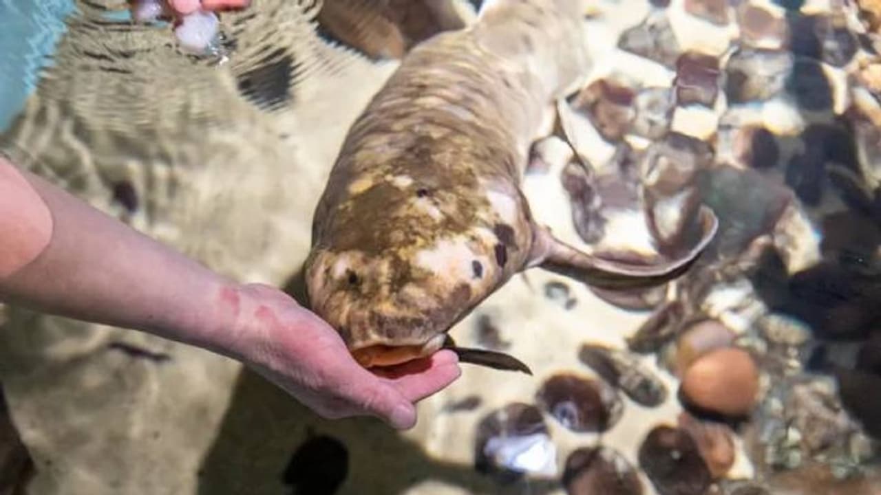 ലോകത്തിലെ ഏറ്റവും പ്രായം ചെന്ന അക്വേറിയം മത്സ്യം ഇതാണ്, വയസ് ഊഹിക്കാമോ?