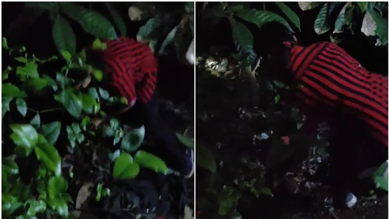 വൈകിട്ട് കോഴിയെ പിടിച്ചു, വീട്ടുകാരെ കണ്ടതോടെ പാഞ്ഞു; രോഷ്നി കരുതിയ പോലെ രാത്രിയെത്തി പെരുമ്പാമ്പ്, പിടിയിൽ